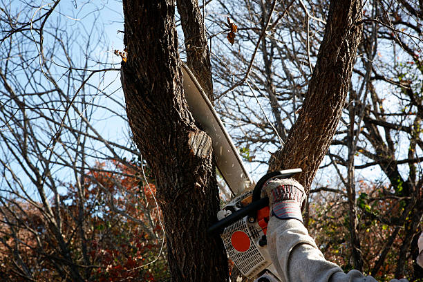 Best Tree Mulching  in Gantt, SC