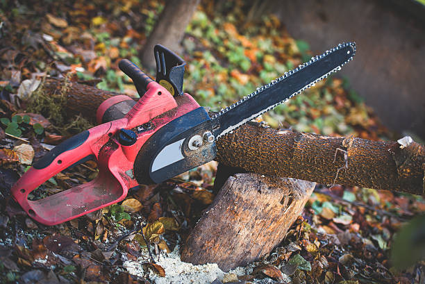 Best Tree Disease Treatment  in Gantt, SC